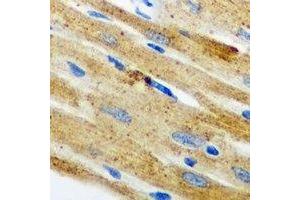 Immunohistochemical analysis of Nop30 staining in mouse heart formalin fixed paraffin embedded tissue section. (NOL3 Antikörper)