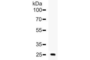 Western blot testing of human ESM1 recombinant protein (1ng/lane) with ESM1 antibody at 0.