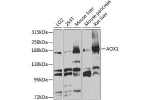 Western blot analysis of extracts of various cell lines, using  antibody (ABIN1678678, ABIN3017841, ABIN3017842 and ABIN6220287) at 1:1000 dilution. (AOX1 Antikörper  (AA 340-590))
