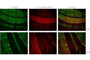 Staining with Mouse Pcp2 Antibody (C-term) (ABIN1882111 and ABIN2840758) was colocalized with GFP in most of the Purkinje cells with low background in 1:500 dilution condition. (Pcp2 Antikörper  (C-Term))