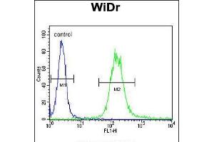 Flow Cytometry (FACS) image for anti-Insulin-Like Growth Factor 1 (IGF1) (AA 51-77), (N-Term) antibody (ABIN5534411)