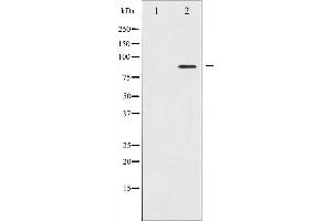 Western blot analysis of STAT5A expression in 293 whole cell lysates,The lane on the left is treated with the antigen-specific peptide. (STAT5A Antikörper  (C-Term))