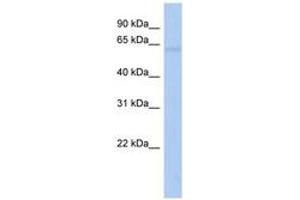 Image no. 1 for anti-Outer Dense Fiber of Sperm Tails 2-Like (ODF2L) (AA 238-287) antibody (ABIN6743997) (ODF2L Antikörper  (AA 238-287))
