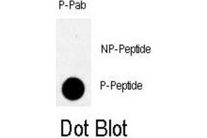 Dot Blot (DB) image for anti-RAD9 Homolog A (S. Pombe) (RAD9A) (pSer328) antibody (ABIN3001777) (RAD9A Antikörper  (pSer328))