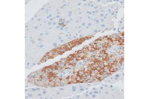 Immunohistochemistry of paraffin-embedded mouse pancreas using PAEP antibody (ABIN6292222) at dilution of 1:100 (40x lens). (PAEP Antikörper)