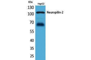 Western Blotting (WB) image for anti-Neuropilin 2 (NRP2) (Internal Region) antibody (ABIN3187763)