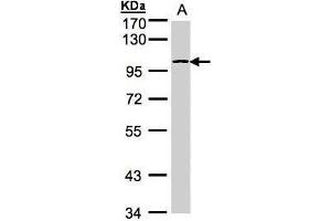 WB Image Sample(30 ug whole cell lysate) A:Hep G2 , 7. (PYGB Antikörper  (C-Term))