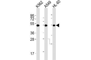 All lanes : Anti-AVPR1A Antibody (C-term) at 1:2000 dilution Lane 1: K562 whole cell lysates Lane 2: A549 whole cell lysates Lane 3: HL-60 whole cell lysates Lysates/proteins at 20 μg per lane. (AVPR1A Antikörper)