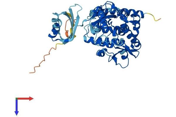 Tryptophan Hydroxylase 1 Protein (TPH1) (AA 1-444) (His tag)