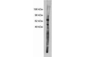 Image no. 1 for anti-Netrin 1 (NTN1) antibody (ABIN201815) (Netrin 1 Antikörper)