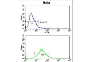 Flow cytometric analysis of Hela cells (bottom histogram) compared to a negative control cell (top histogram). (CLASP2 Antikörper  (AA 998-1026))