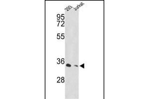 Western blot analysis of PSMD11 Antibody (C-term) (ABIN389306 and ABIN2839426) in 293, Jurkat cell line lysates (35 μg/lane). (PSMD11 Antikörper  (C-Term))