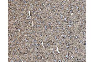 IHC analysis of EAAT1/SLC1A3 using anti-EAAT1/SLC1A3 antibody (ABIN7602879).