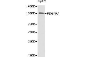 Western blot analysis of extracts of HepG2 cell lines, using PDGFRA antibody. (PDGFRA Antikörper  (AA 1-210))