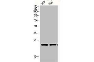 Western Blot analysis of NIH-3T3 VEC cells using Ephrin-A1 Polyclonal Antibody (Ephrin A1 Antikörper  (Internal Region))