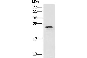 Western blot analysis of HT29 cell lysate using EIF3K Polyclonal Antibody at dilution of 1:400 (EIF3K Antikörper)