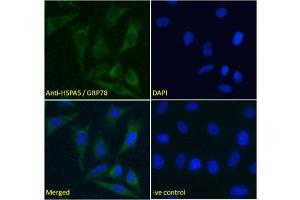 IF/ICC testing of fixed and permeabilized human HeLa cells with GRP78 antibody (green) at 5ug/ml and DAPI nuclear stain (blue). (GRP78 Antikörper)