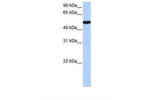 Image no. 1 for anti-Chromosome 1 Open Reading Frame 55 (C1orf55) (C-Term) antibody (ABIN6739378)