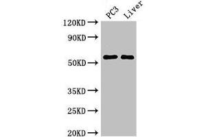 Western Blot Positive WB detected in: PC-3 whole cell lysate, Mouse liver tissue All lanes: FARSB antibody at 2. (FARSB Antikörper  (AA 1-299))