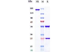 Anti-LOXL2 Reference Antibody (simtuzumab) on SDS-PAGE under reducing (R) condition.