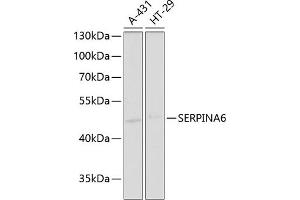 Western blot analysis of extracts of various cell lines, using SERPIN antibody (ABIN6130202, ABIN6147578, ABIN6147580 and ABIN6221489) at 1:1000 dilution. (SERPINA6 Antikörper  (AA 136-405))