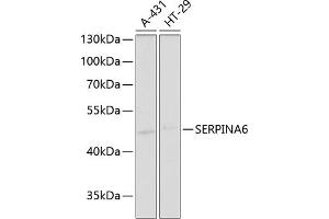 Western Blotting (WB) image for anti-serpin Peptidase Inhibitor, Clade A (Alpha-1 Antiproteinase, Antitrypsin), Member 6 (SERPINA6) (AA 136-405) antibody (ABIN6147578)