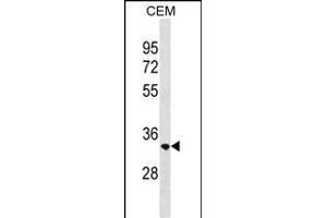RAB40C Antibody (Center) (ABIN1537793 and ABIN2850048) western blot analysis in CEM cell line lysates (35 μg/lane).