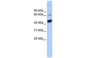 Image no. 1 for anti-SRY (Sex Determining Region Y)-Box 1 (SOX1) (C-Term) antibody (ABIN6742796) (SOX1 Antikörper  (C-Term))