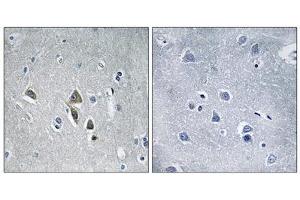 Immunohistochemistry analysis of paraffin-embedded human brain tissue using OAZ1 antibody. (OAZ1 Antikörper  (N-Term))