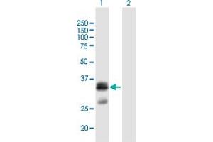 Western Blot analysis of FLJ45455 expression in transfected 293T cell line by FLJ45455 MaxPab polyclonal antibody. (SHISA6 Antikörper  (AA 1-292))