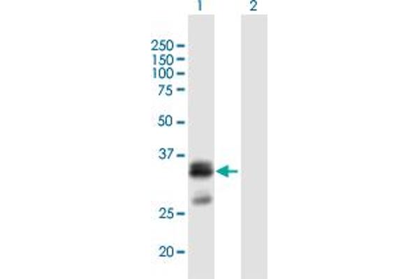 SHISA6 Antikörper  (AA 1-292)