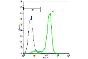 A549 cells probed with Rabbit Anti-CD244 Polyclonal Antibody (ABIN740730) at 1:50 for 60 minutes followed by incubation with Goat Anti-Rabbit IgG FITC conjugated secondary at 1:100 (green) for 40 minutes compared to control cells (blue). (2B4 Antikörper  (AA 151-250))