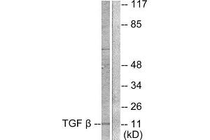 Western Blotting (WB) image for anti-Transforming Growth Factor, beta 3 (TGFB3) (Internal Region) antibody (ABIN1848799) (TGFB3 Antikörper  (Internal Region))