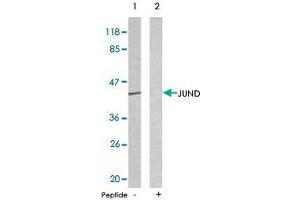 Western blot analysis of extracts from HeLa cells using JUND polyclonal antibody  . (JunD Antikörper)