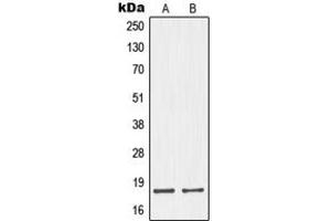 Western blot analysis of Neuromedin S expression in HepG2 (A), MCF7 (B) whole cell lysates.