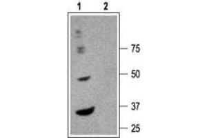 Western blot analysis of rat brain membranes: - 1. (GABRA6 Antikörper  (Extracellular, N-Term))
