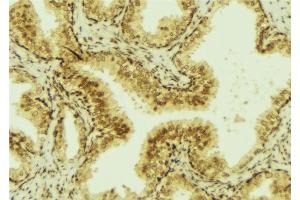 ABIN6276994 at 1/100 staining Mouse colon tissue by IHC-P. (TFF3 Antikörper  (Internal Region))
