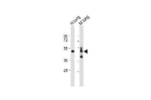 Western Blotting (WB) image for anti-Advanced Glycosylation End Product-Specific Receptor (AGER) (AA 29-59), (N-Term) antibody (ABIN389027)