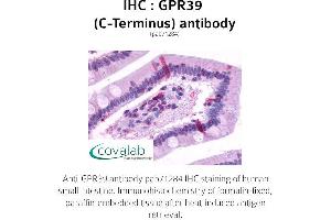 Image no. 1 for anti-G Protein-Coupled Receptor 39 (GPR39) (C-Term) antibody (ABIN1735083) (GPR39 Antikörper  (C-Term))