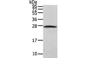 Gel: 12 % SDS-PAGE, Lysate: 40 μg, Lane: NIH/3T3 cell, Primary antibody: ABIN7130604(PGRMC2 Antibody) at dilution 1/200 dilution, Secondary antibody: Goat anti rabbit IgG at 1/8000 dilution, Exposure time: 5 seconds (PGRMC2 Antikörper)