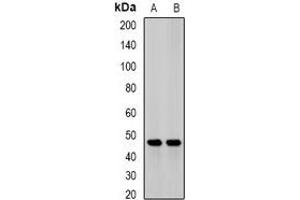 Western blot analysis of JMJD6 expression in mouse heart (A), mouse liver (B) whole cell lysates. (JMJD6 Antikörper)