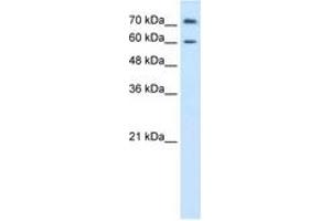 Image no. 1 for anti-Proline Dehydrogenase (Oxidase) 2 (PRODH2) (AA 451-500) antibody (ABIN6736616)