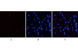 Immunofluorescence analysis of rat heart tissue.