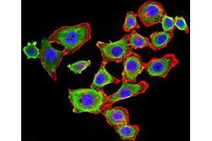 Immunofluorescence (IF) image for anti-Cadherin 11 (CDH11) (AA 468-617) antibody (ABIN5542424)