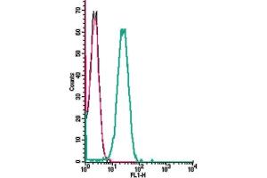anti-Chemokine (C-X-C Motif) Receptor 5 (CXCR5) (AA 23-38), (Extracellular) antibody