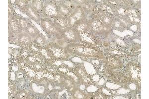 ABIN6260609 and ABIN6272632 at 1/100 staining human normal kidney tissue by IHC-P. (CD300LB Antikörper  (C-Term))