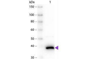 Western Blot of Sheep anti-D-Amino Acid Oxidase Antibody. (D Amino Acid Oxidase Antikörper)