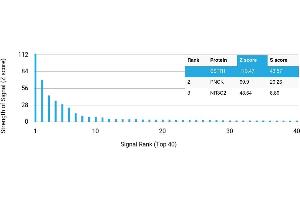 Protein Array (PAr) image for anti-Somatostatin Receptor 1 (SSTR1) antibody (ABIN7456000) (SSTR1 Antikörper)