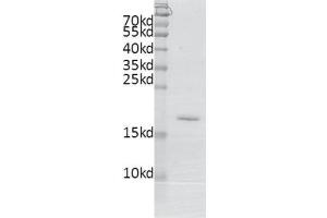 Recombinant BRDT (21-137) protein gel.