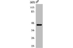 Western Blot analysis of HepG2 cells using PSMD11 Polyclonal Antibody (PSMD11 Antikörper  (Internal Region))